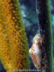 Flamingo Tongue.  Canon G7, Inon UCL165 Lens, Sea and Sea... by Stephen Holinski 